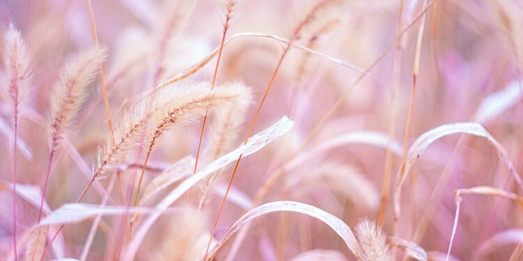 Millets: The New Superfood on the 5-Star Menu